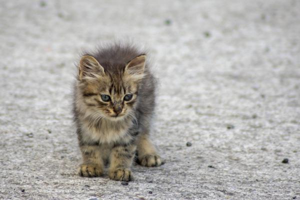 Gatto