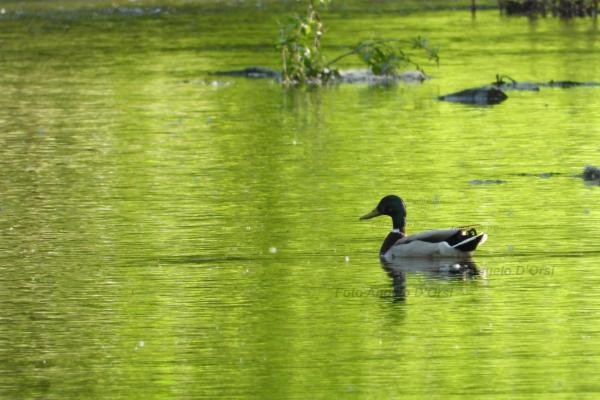 Fiume Basento