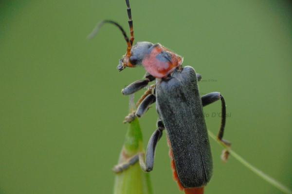Cantharis