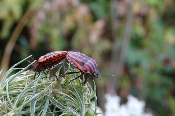 Cimice delle piante  Graphosoma italicum