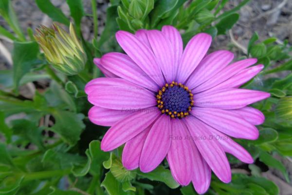 Margherita africana