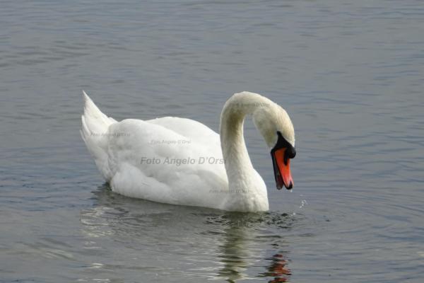 Cigno
