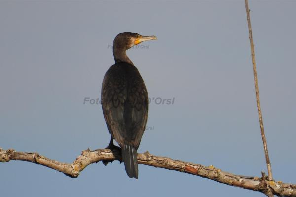 Cormorano