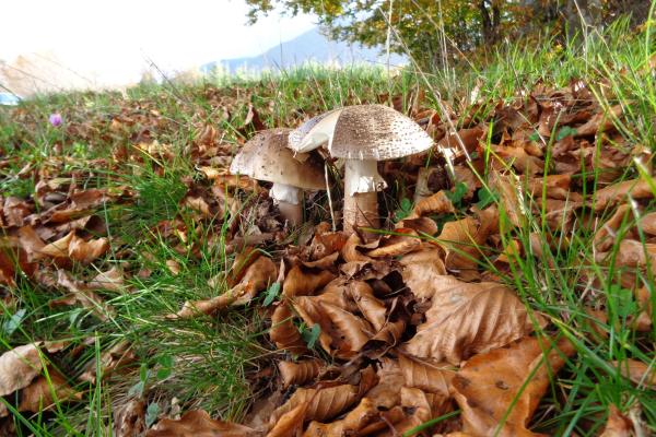 Amanita