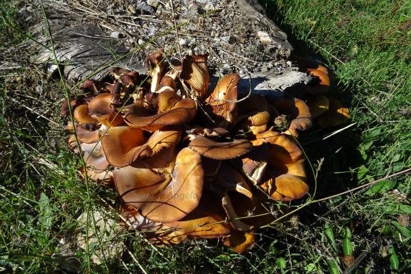 Funghi su legno marcio