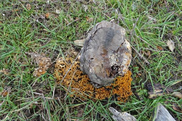 Funghi