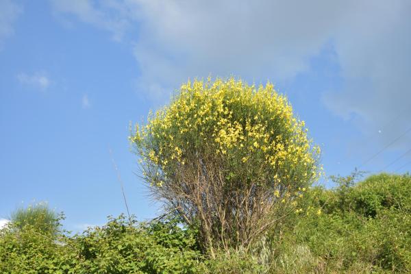 Ginestra