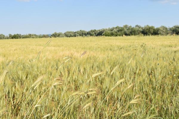 Grano