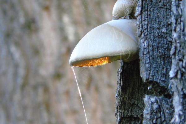 Funghi lignicolo