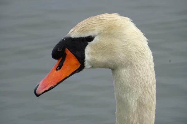 Cigno