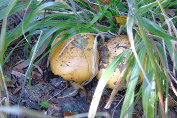 Rhizopogon