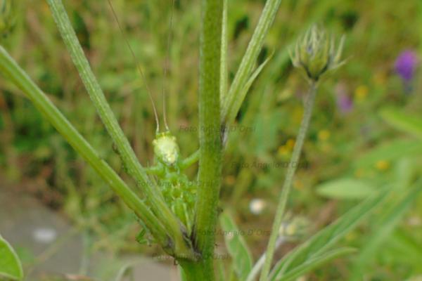 Cavalletta - Ninfa - Tettigonia viridissima
