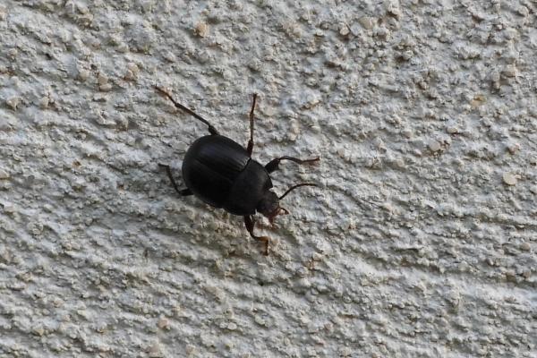 Accanthopus velikensis
