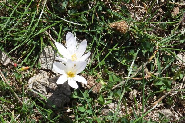 Colchicum cupanii