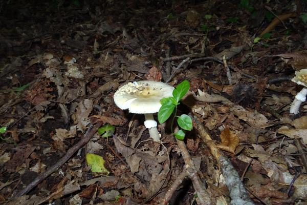Amanita gemmata