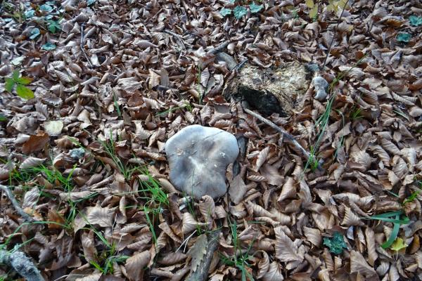 Clitocybe nebularis
