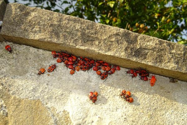 cimice rosso nera