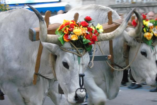 Lagonegro