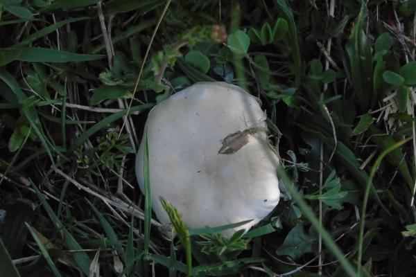 Clitocybe