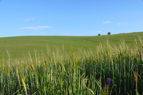 Campo di grano