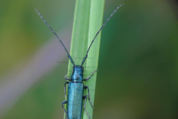 Agapanthia - Cerambice